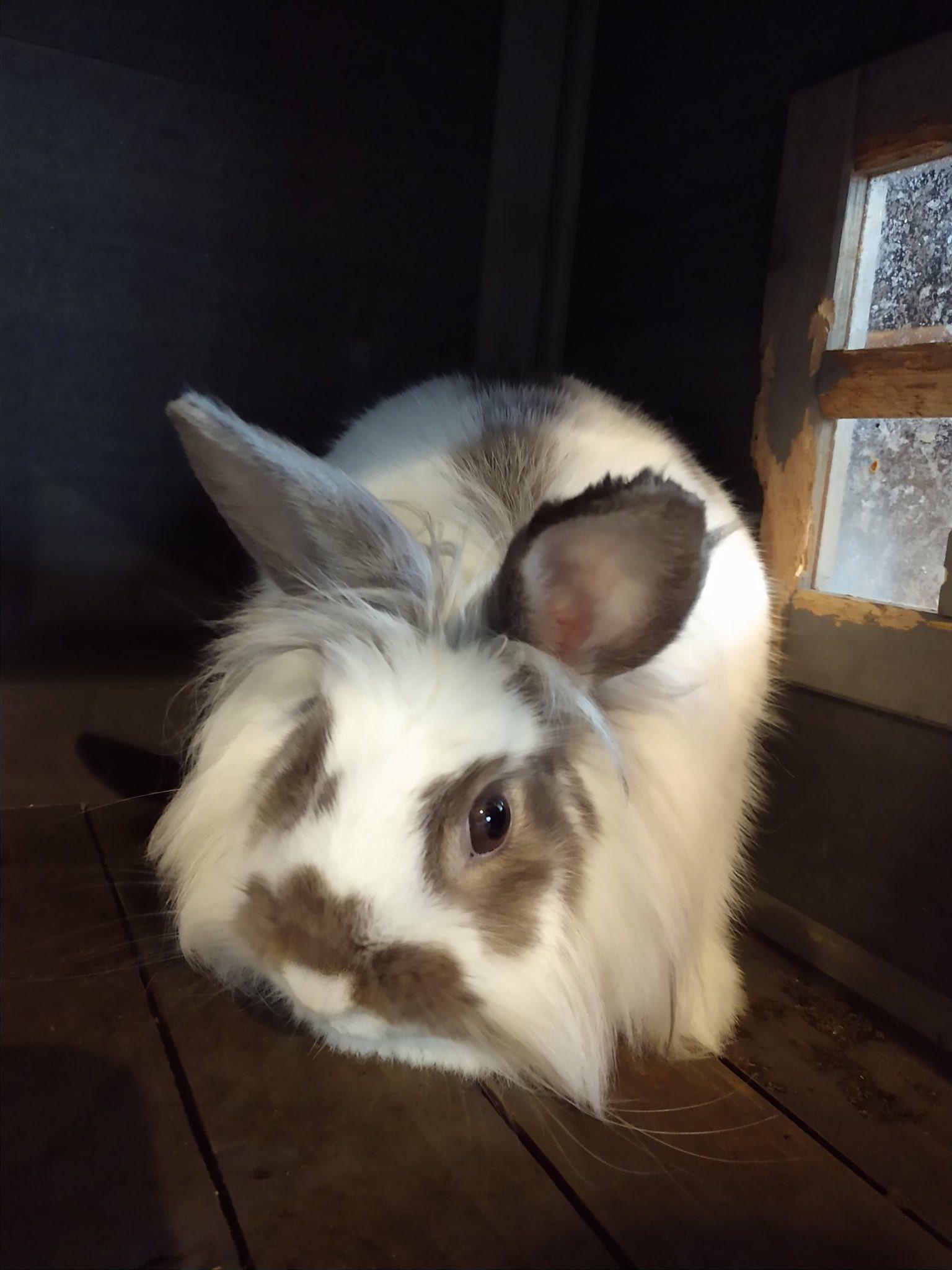 Willow, Adoptable, Adult Female Lionhead.
