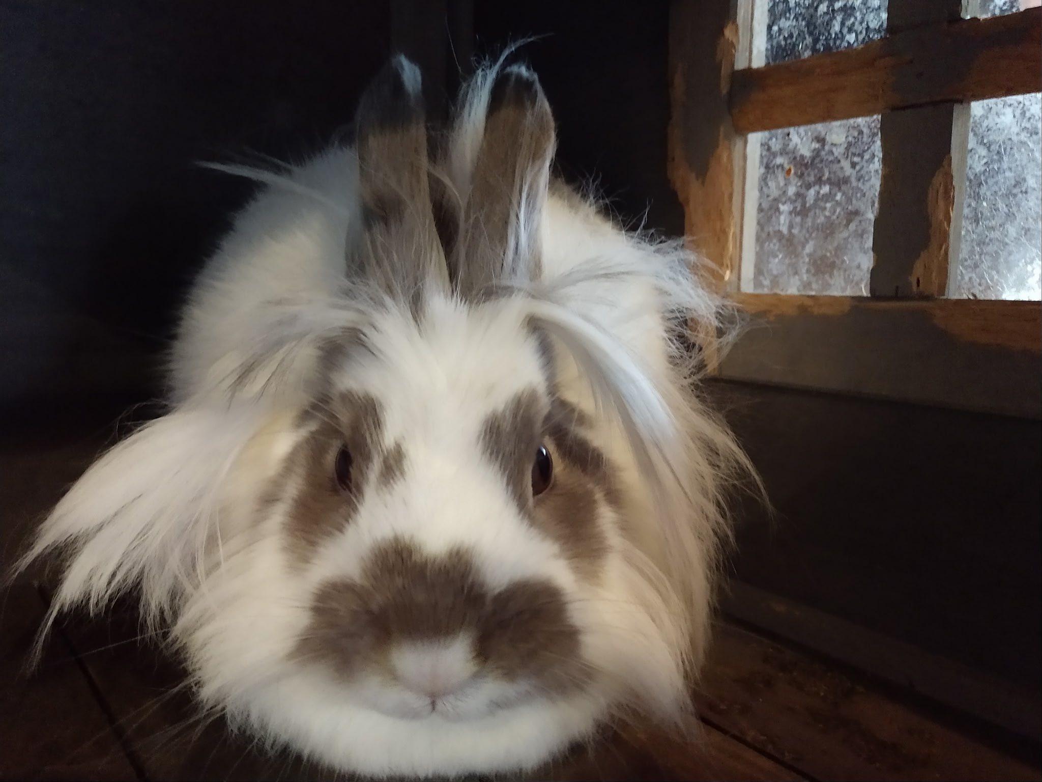 Enlarge Willow, a Adoptable Lionhead in Rumford, ME image 3/4