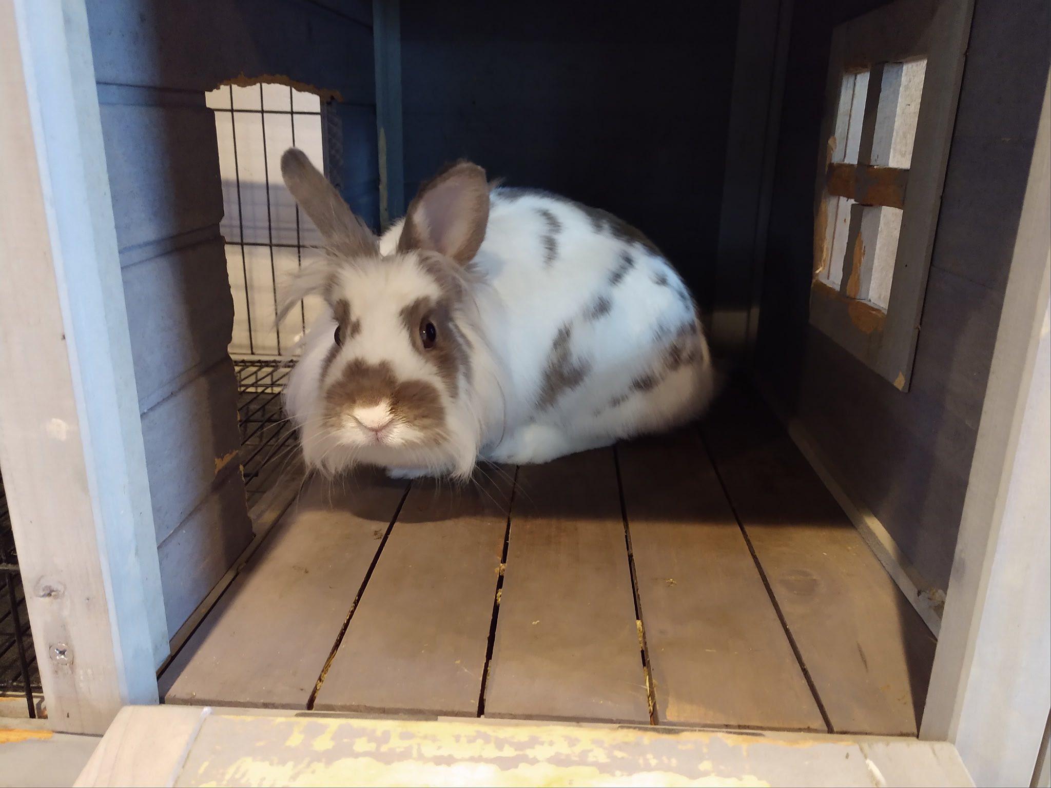 Enlarge Willow, a Adoptable Lionhead in Rumford, ME image 4/4