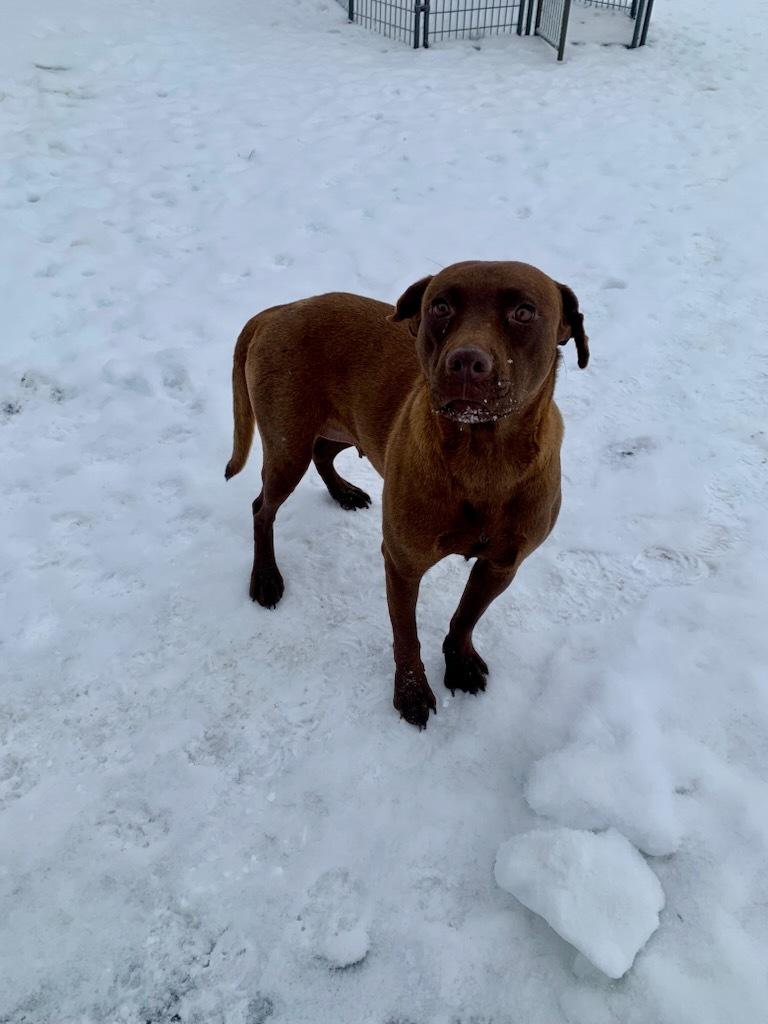 Merci, ADOPTABLE, Adult Female Pit Bull Terrier.