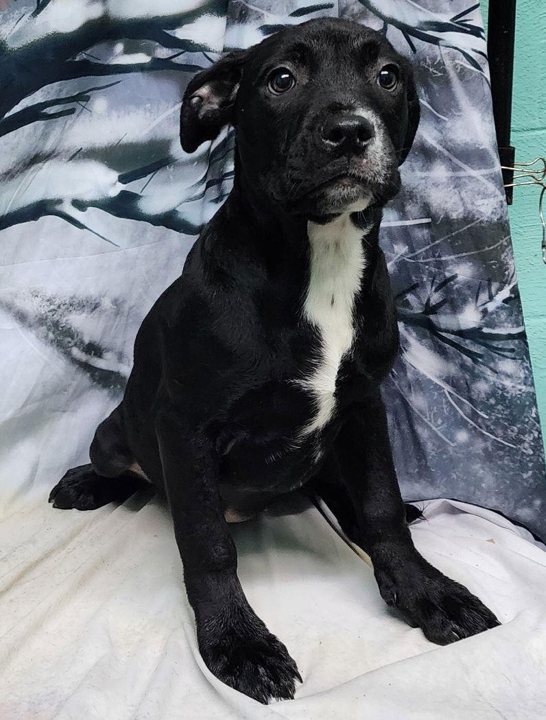 252054 Jasmine — thumbnail 2