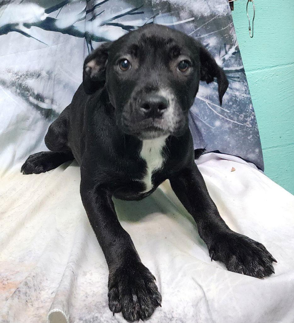 252054 Jasmine — thumbnail 3