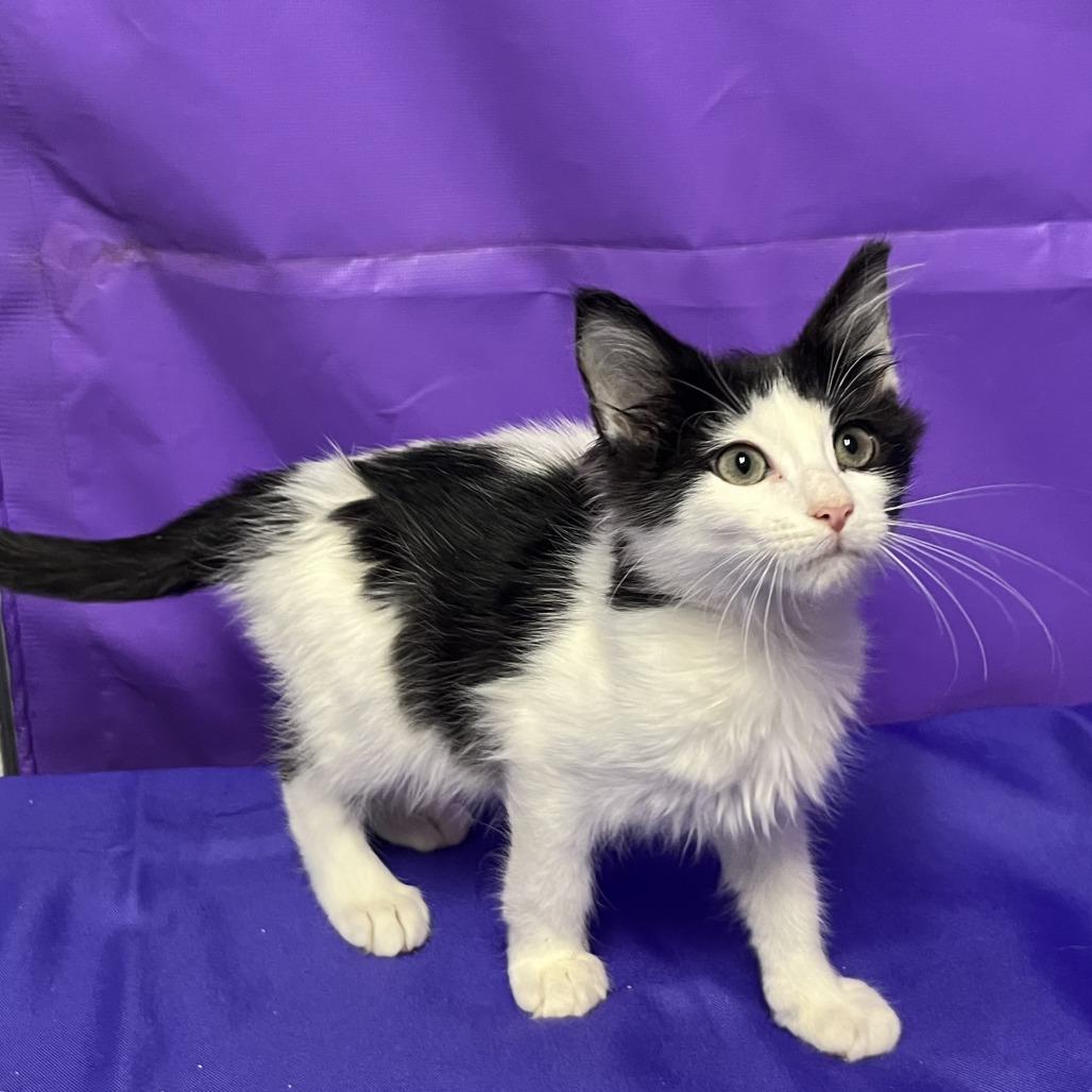 Yeti, Adoptable, Kitten Female Domestic Medium Hair.