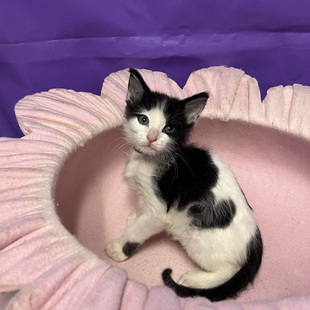 Yeti, a Adoptable Domestic Medium Hair in Buffalo, MN image 2/2