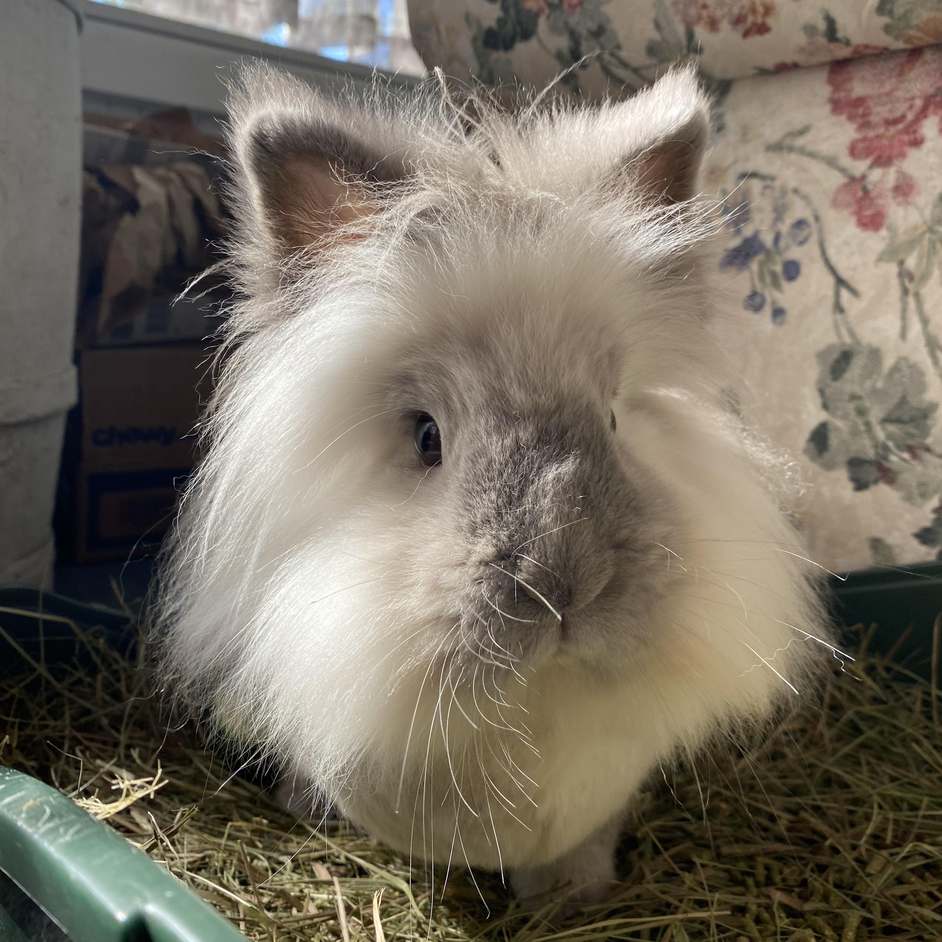 Doc (bonded with Marty [Tina]), Adoptable, Senior Male Bunny Rabbit & Lionhead.