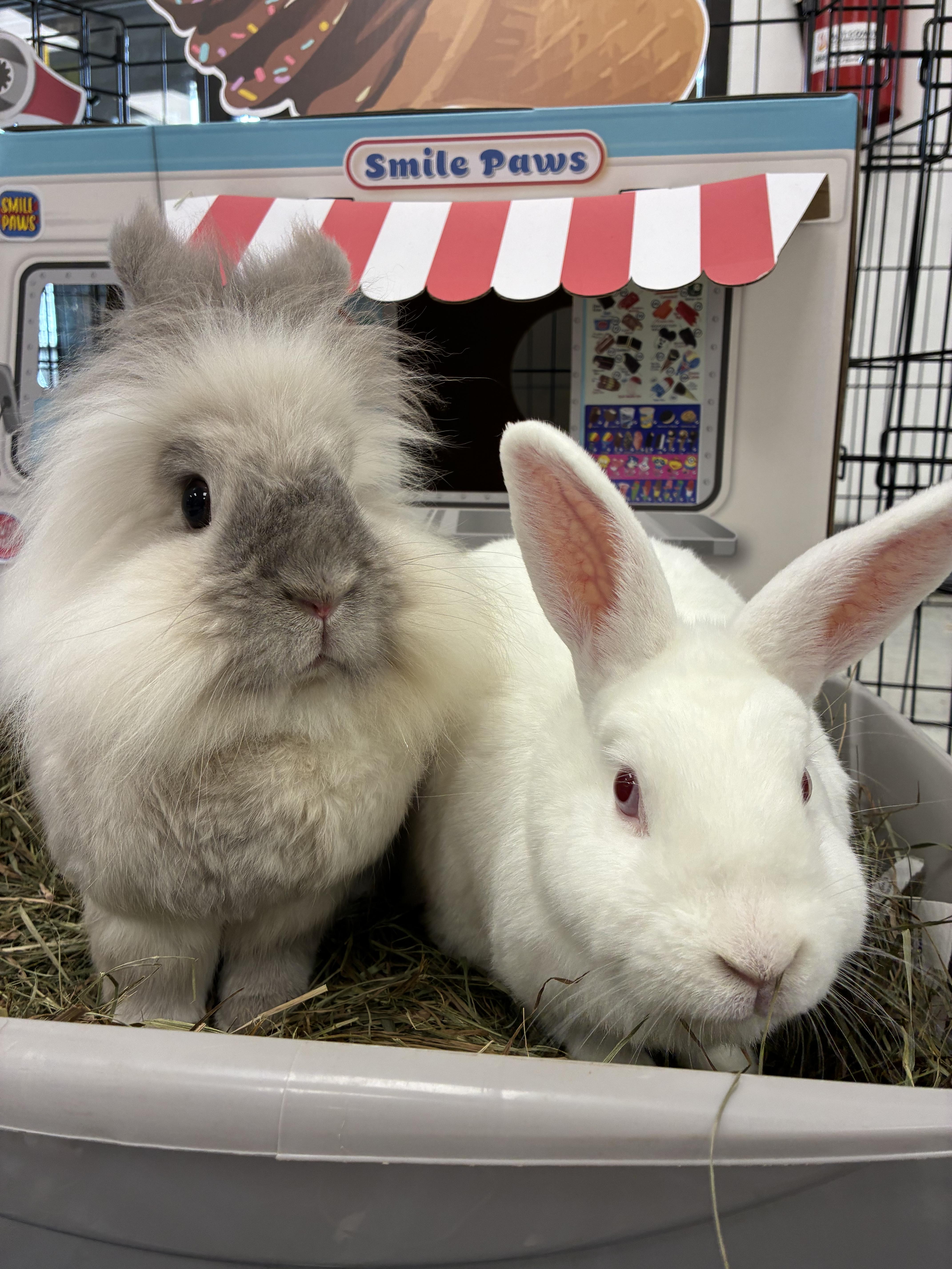 Enlarge Doc (bonded with Marty [Tina]), a Adoptable mixed breed in Norway, ME image 2/6