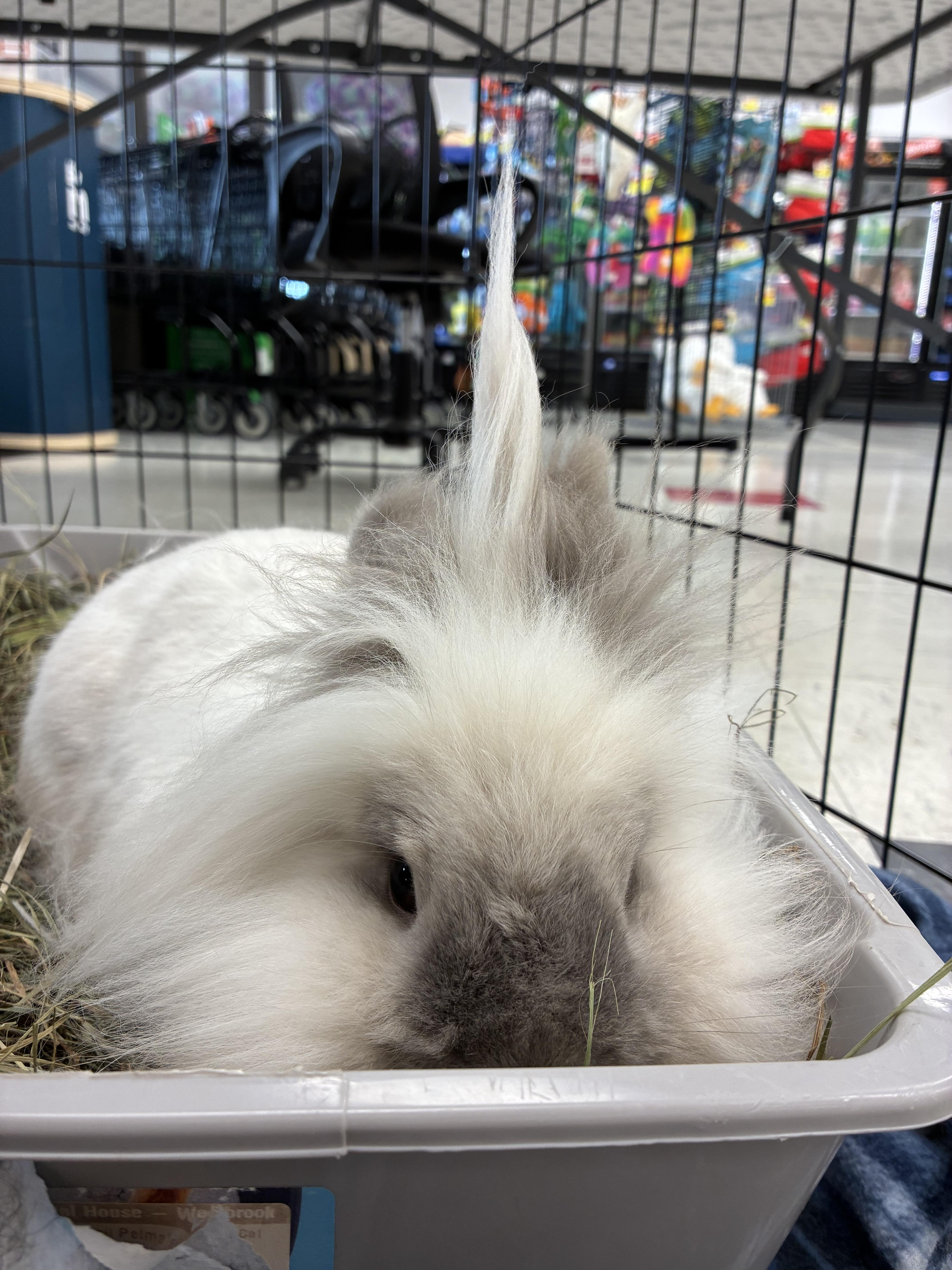 Enlarge Doc (bonded with Marty [Tina]), a Adoptable mixed breed in Norway, ME image 3/6