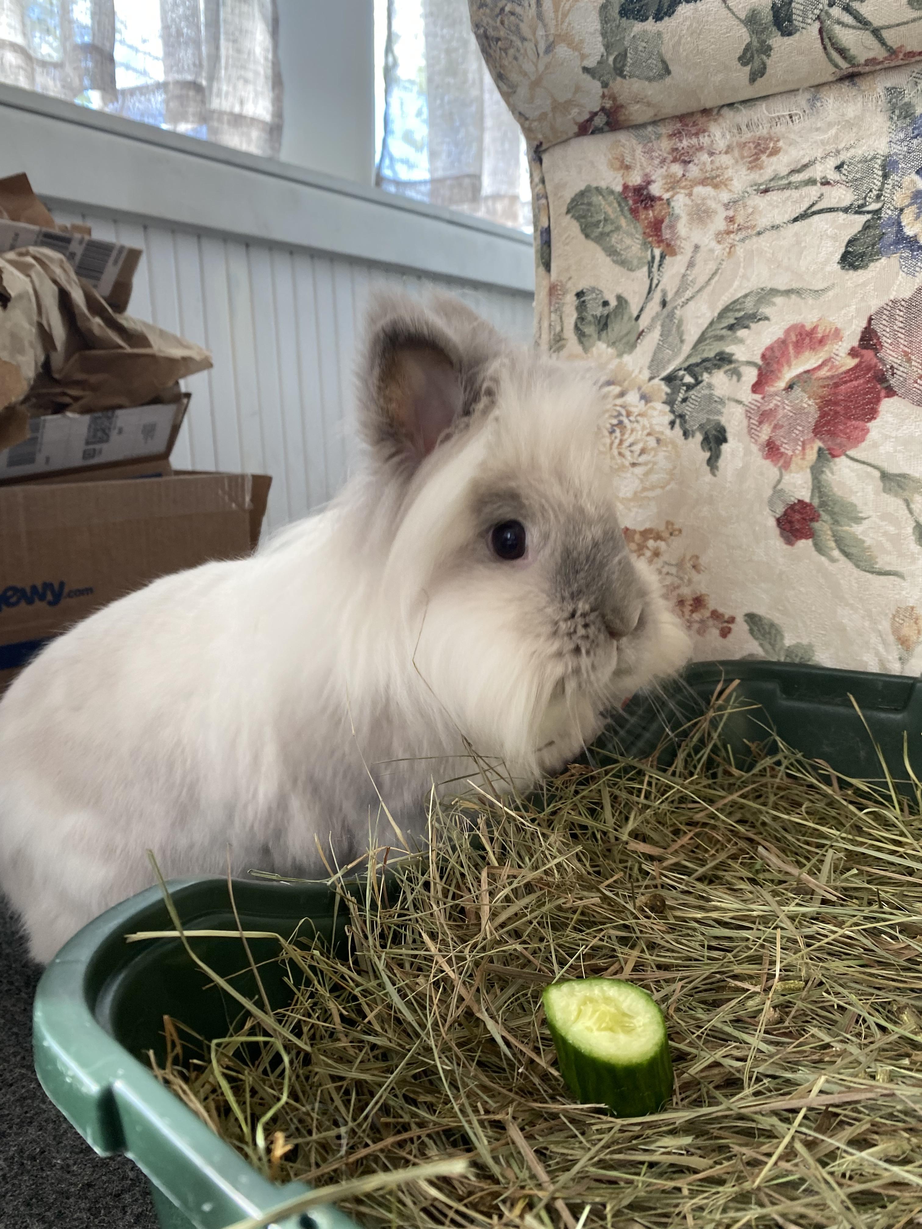 Enlarge Doc (bonded with Marty [Tina]), a Adoptable mixed breed in Norway, ME image 4/6