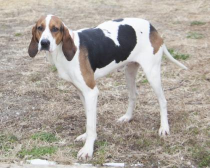 Enlarge Benny, an adopted mixed breed in Bedford, IN image 1/1