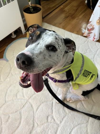 Enlarge Magic - Available in Foster, a Adoptable mixed breed in Madison, NJ image 1/3