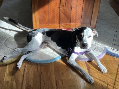 Enlarge Magic - Available in Foster, a Adoptable mixed breed in Madison, NJ image 2/3