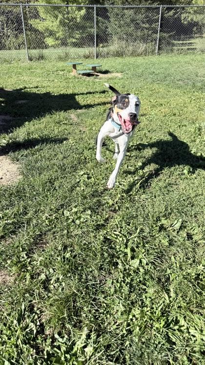 Enlarge Magic - Available in Foster, a Adoptable mixed breed in Madison, NJ image 3/3