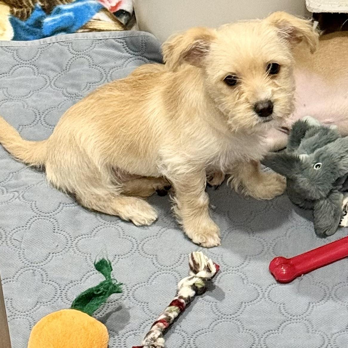 Enlarge Camille, an adopted mixed breed in citrus heights, CA image 4/4