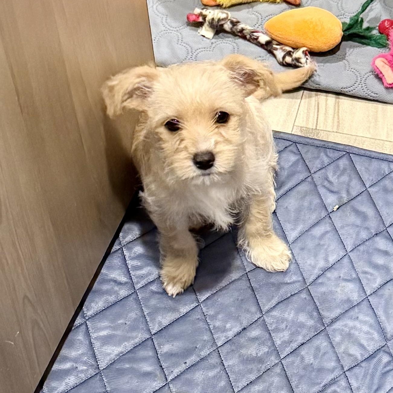 Enlarge Camille, an adopted mixed breed in citrus heights, CA image 2/4