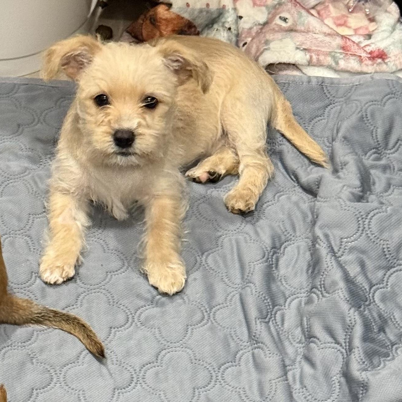 Enlarge Camille, an adopted mixed breed in citrus heights, CA image 3/4