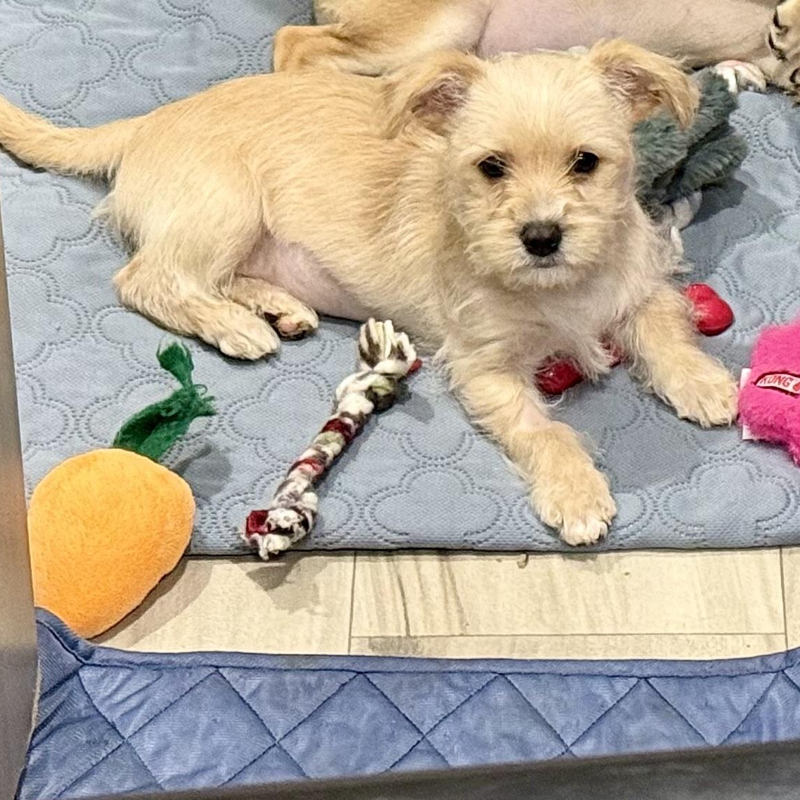 Camille, adopted, Puppy Female Chihuahua.