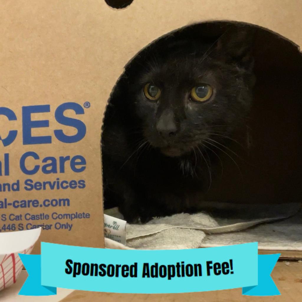 Jessie, Adoptable, Senior Male Domestic Short Hair.