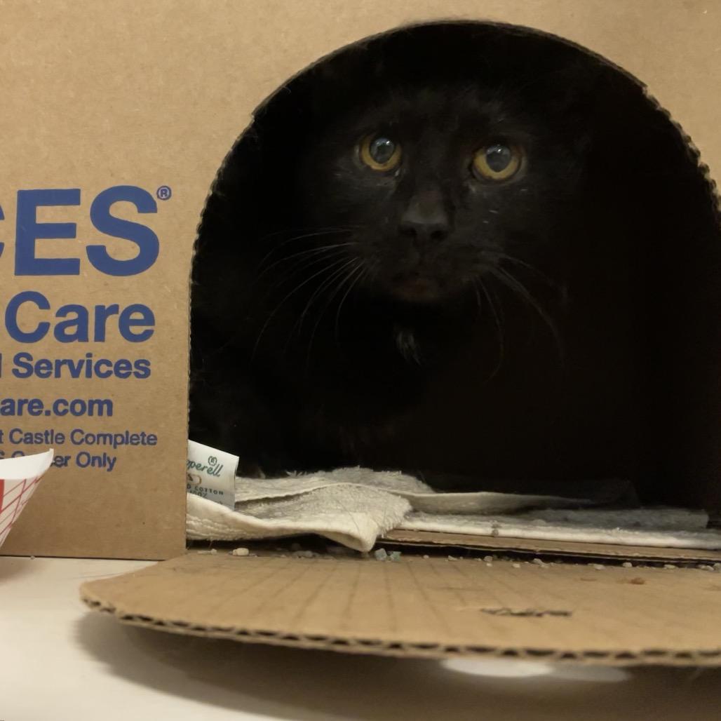 Enlarge Jessie, a Adoptable Domestic Short Hair in Baldwin, WI image 2/4