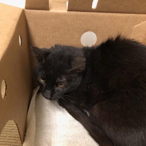 Enlarge Jessie, a Adoptable Domestic Short Hair in Baldwin, WI image 3/4