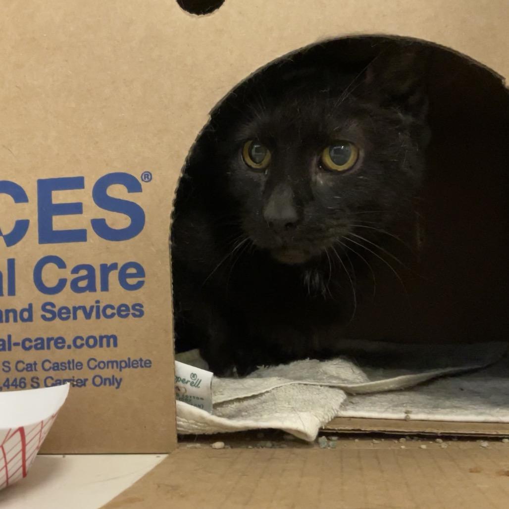 Enlarge Jessie, a Adoptable Domestic Short Hair in Baldwin, WI image 4/4