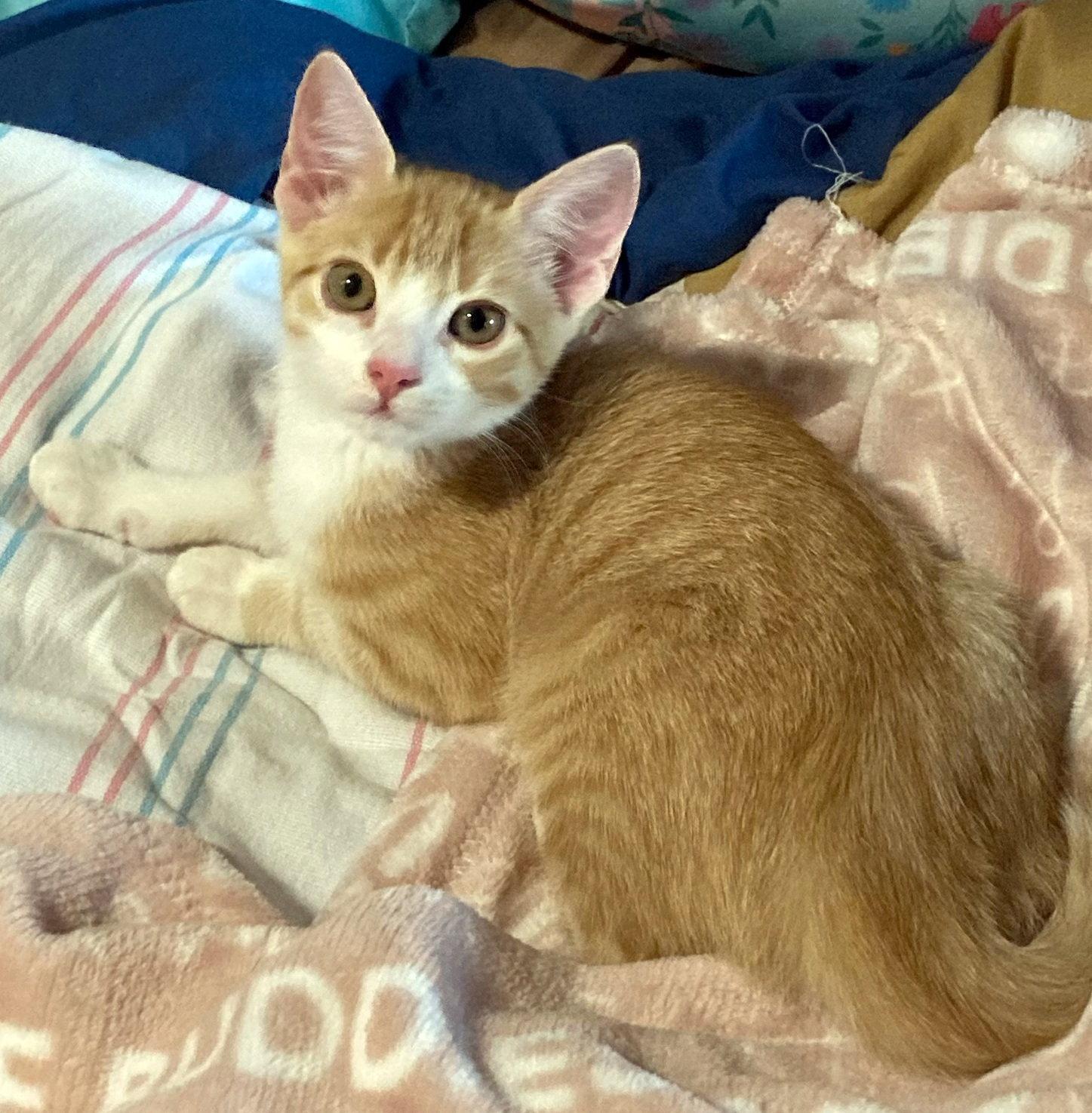 Venus, Adoptable, Kitten Female Tuxedo & Tabby.