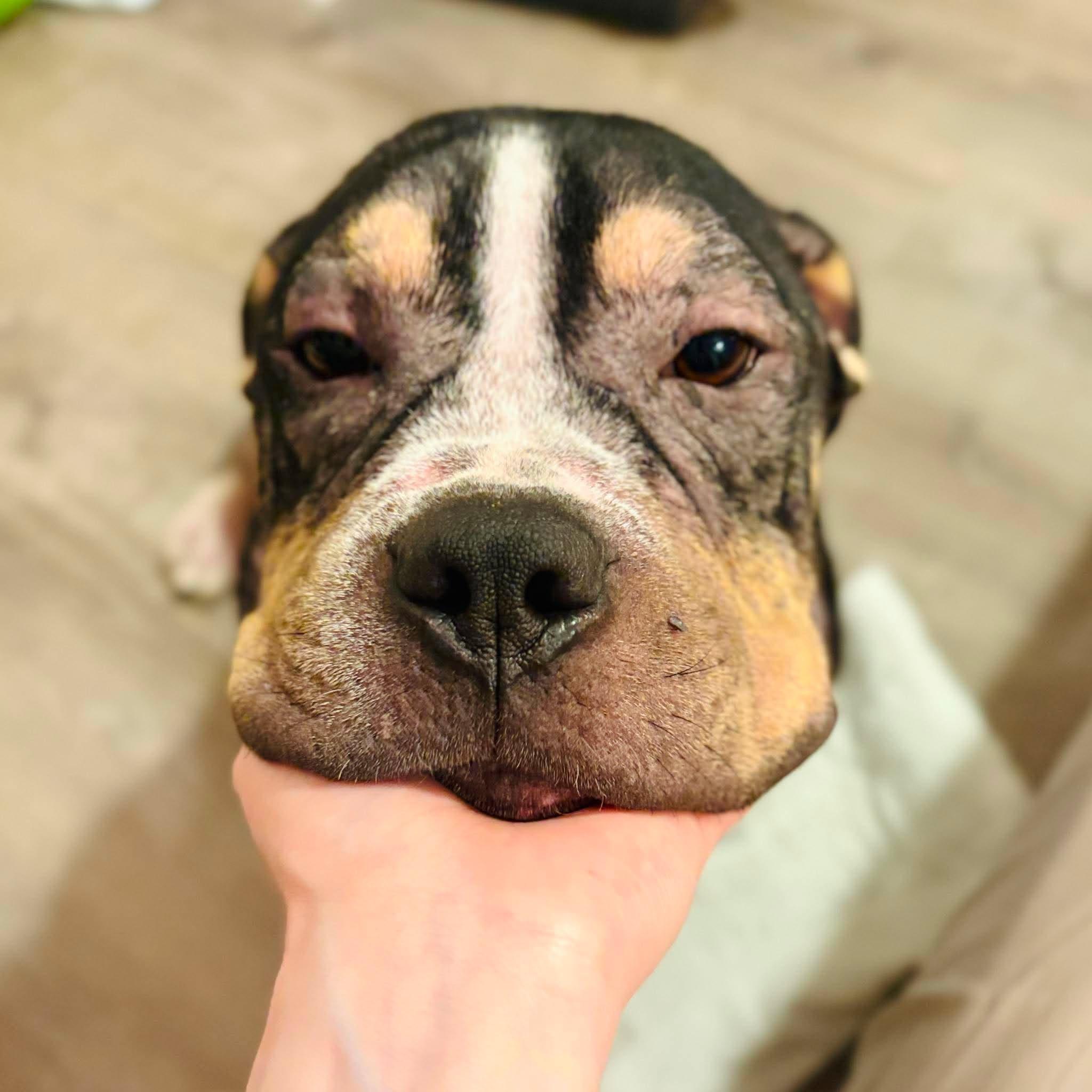Enlarge Bear, a Adoptable Pit Bull Terrier in Arlee, MT image 1/6