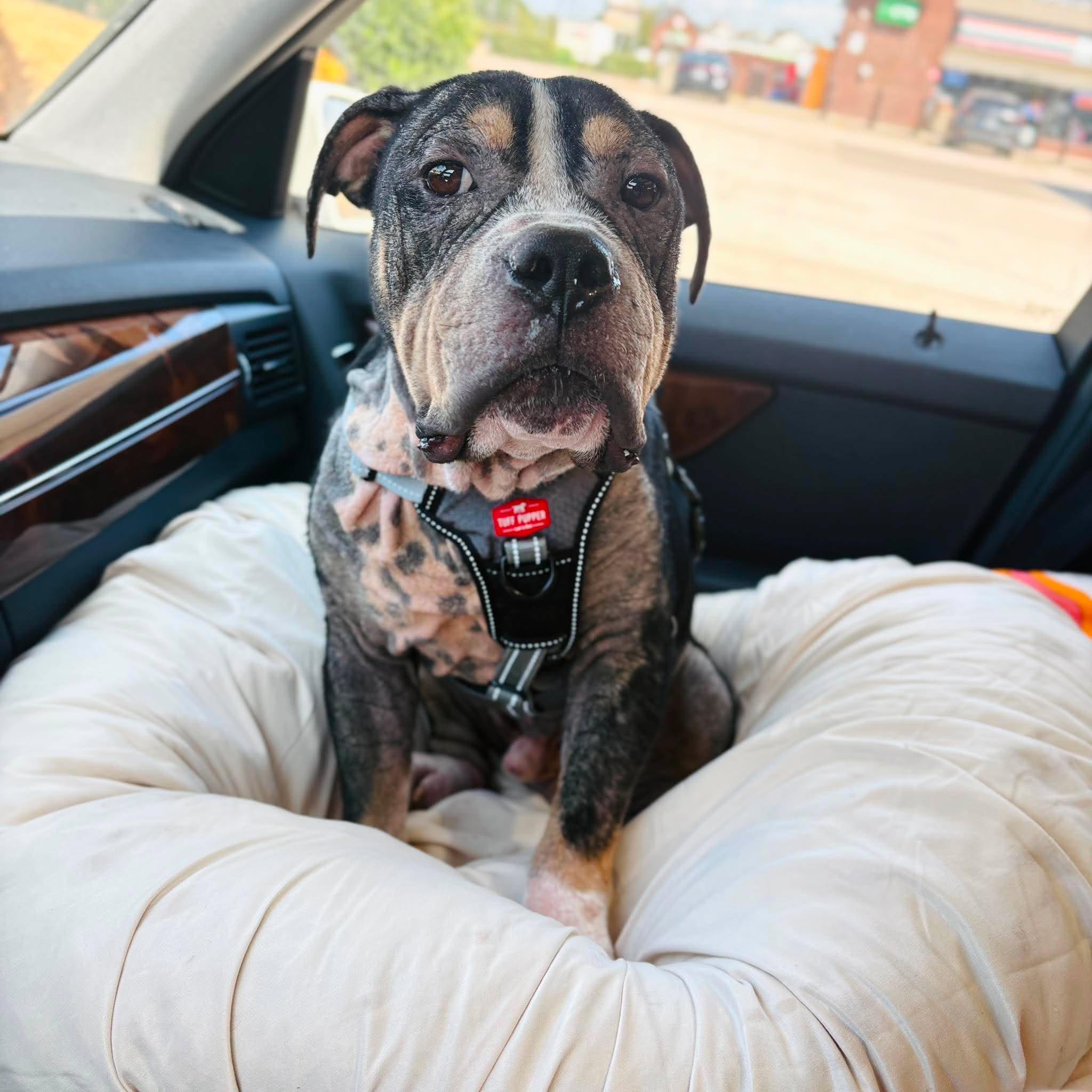 Enlarge Bear, a Adoptable Pit Bull Terrier in Arlee, MT image 2/6