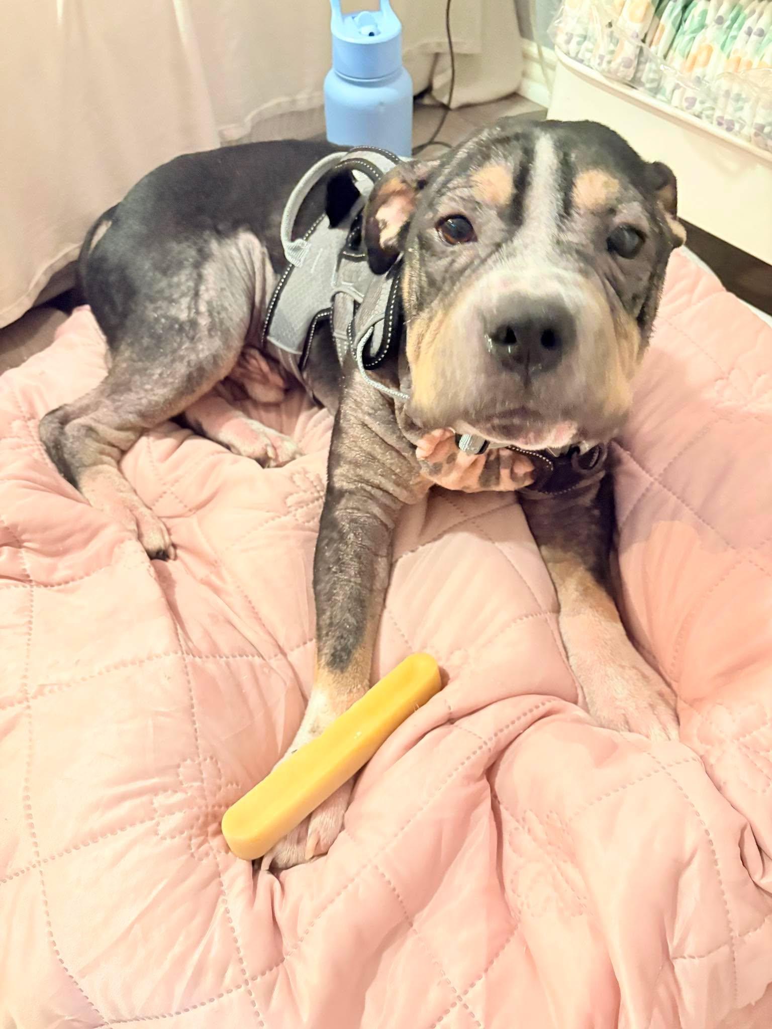 Enlarge Bear, a Adoptable Pit Bull Terrier in Arlee, MT image 3/6