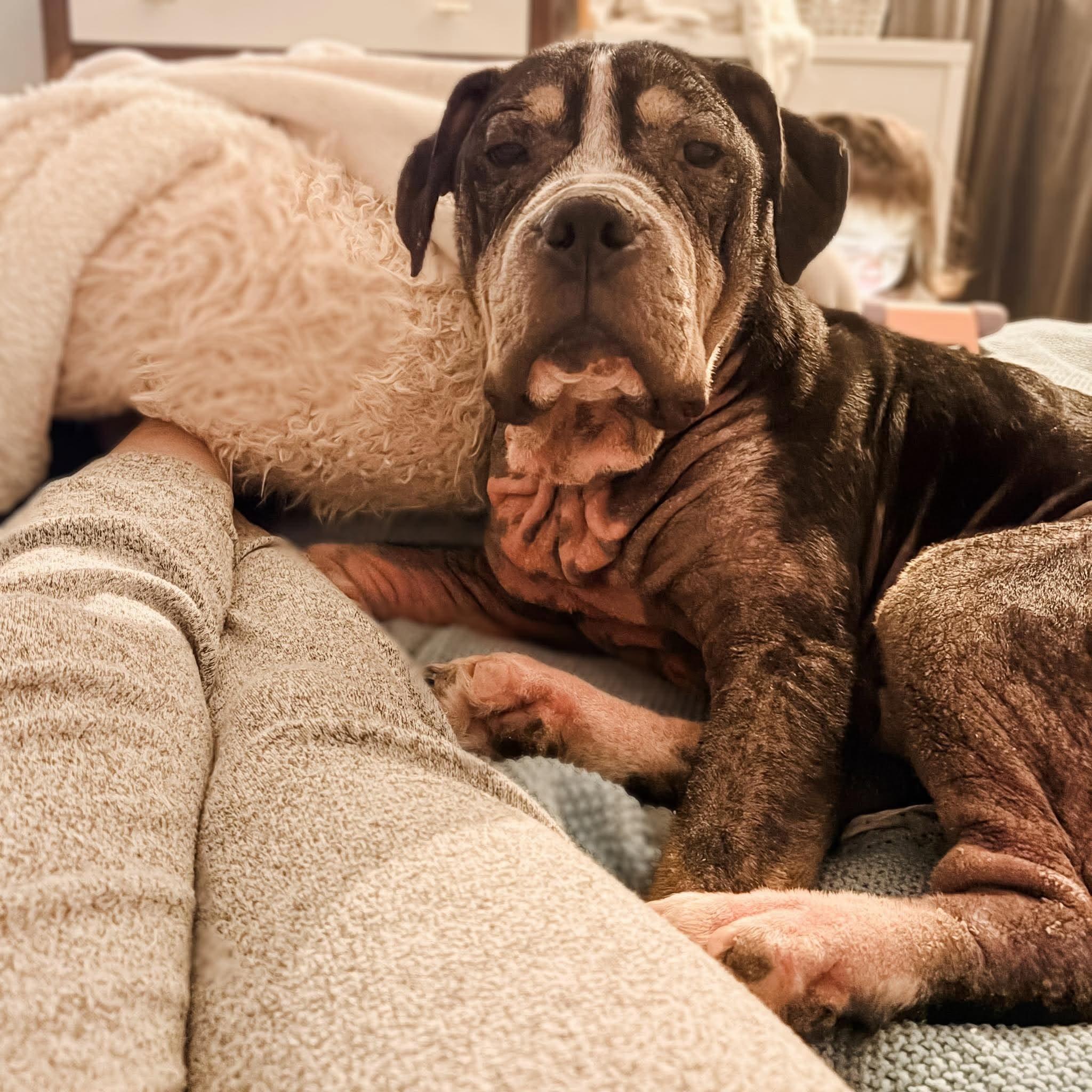 Enlarge Bear, a Adoptable Pit Bull Terrier in Arlee, MT image 4/6