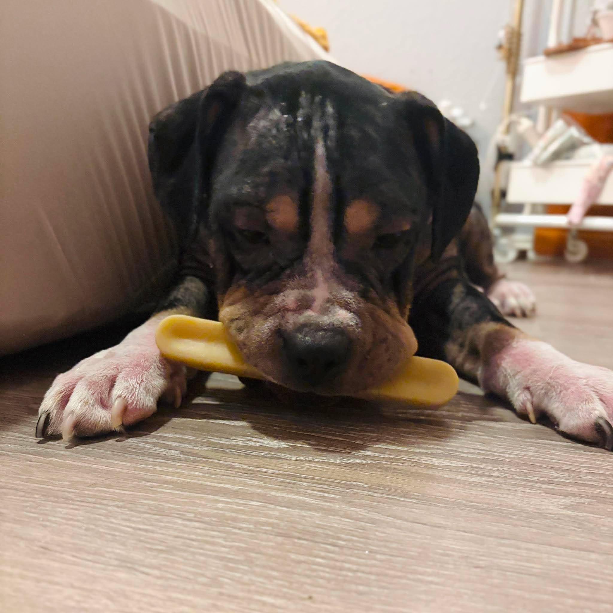 Enlarge Bear, a Adoptable Pit Bull Terrier in Arlee, MT image 5/6