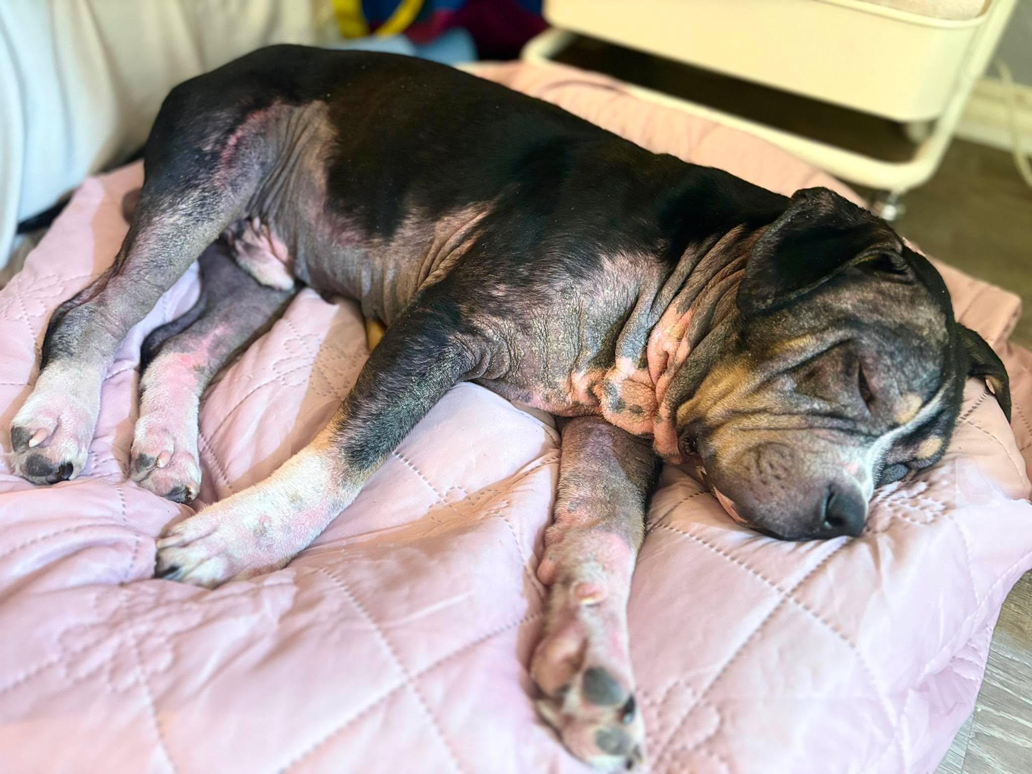 Enlarge Bear, a Adoptable Pit Bull Terrier in Arlee, MT image 6/6
