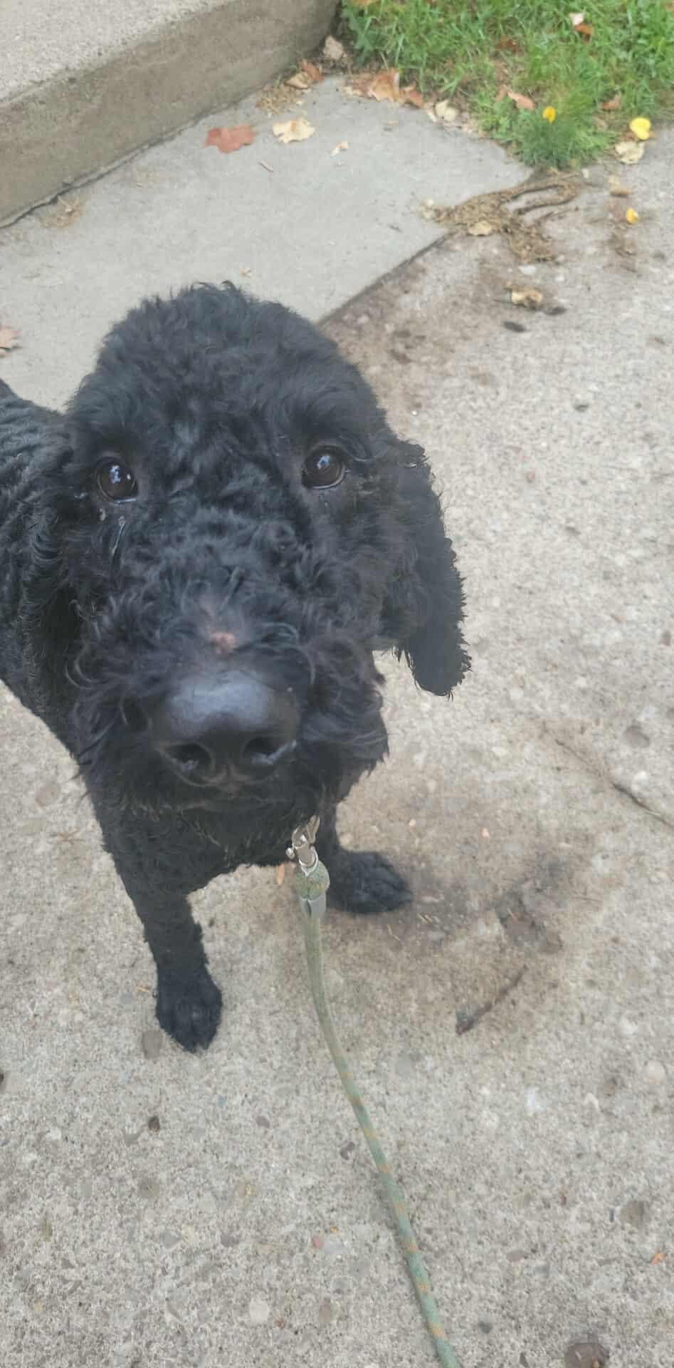 Comet: Foster-to-adopt available, an adoptable Labradoodle in Rochester, NY, 14609 | Photo Image 5