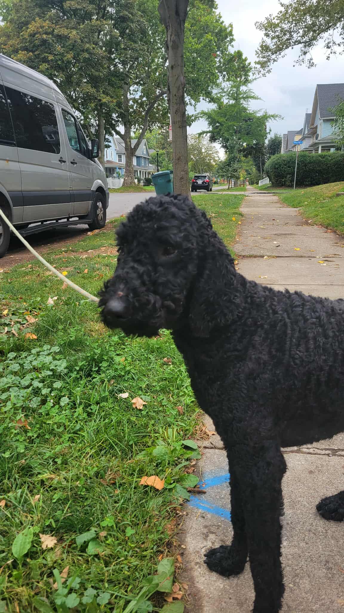 Comet: Foster-to-adopt available, an adoptable Labradoodle in Rochester, NY, 14609 | Photo Image 4