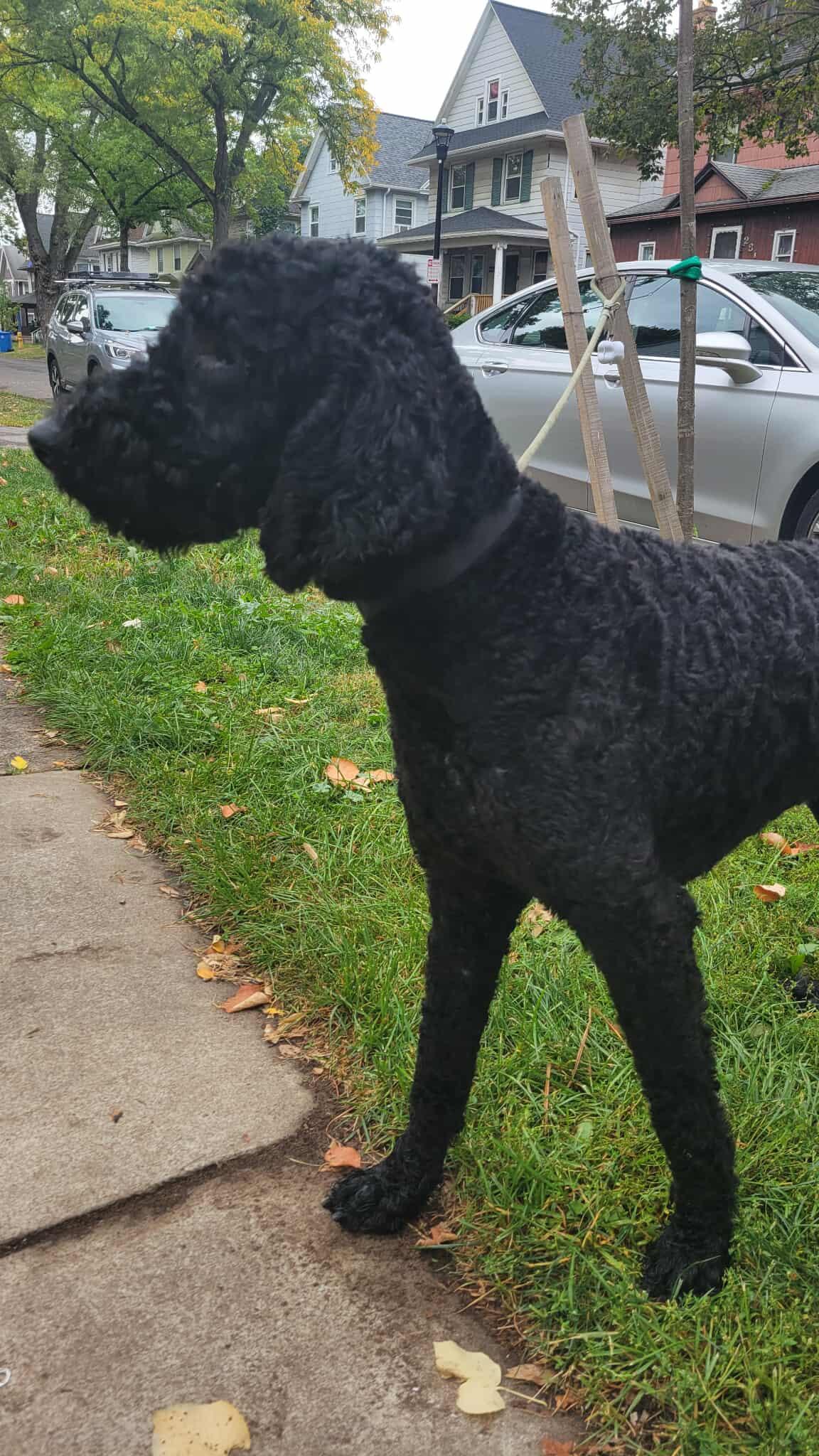 Comet: Foster-to-adopt available, an adoptable Labradoodle in Rochester, NY, 14609 | Photo Image 2