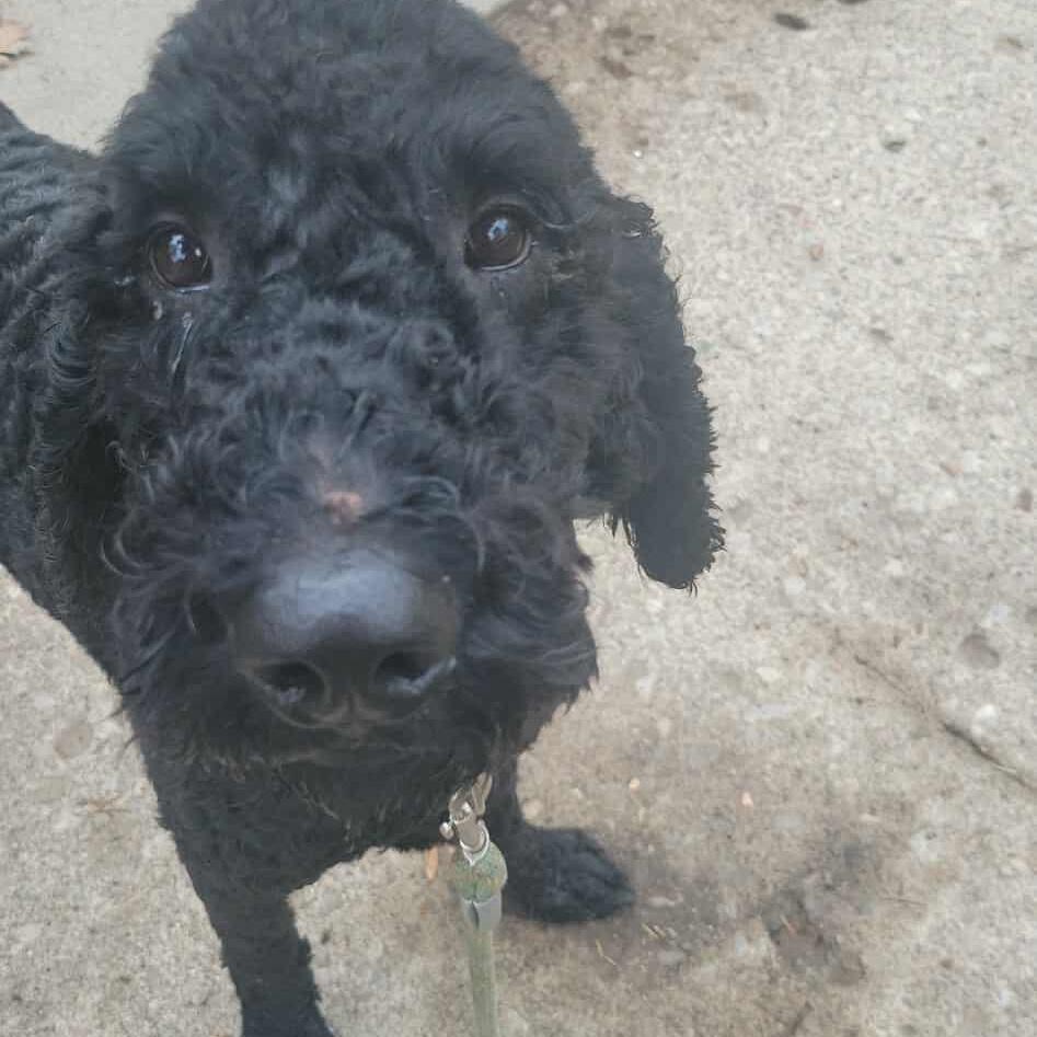 Comet: Foster-to-adopt available, an adoptable Labradoodle in Rochester, NY, 14609 | Photo Image 2