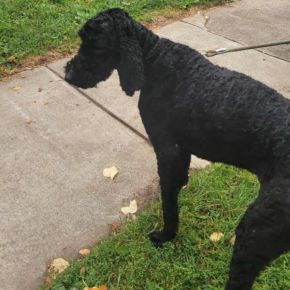 Comet: Foster-to-adopt available, an adoptable Labradoodle in Rochester, NY, 14609 | Photo Image 3