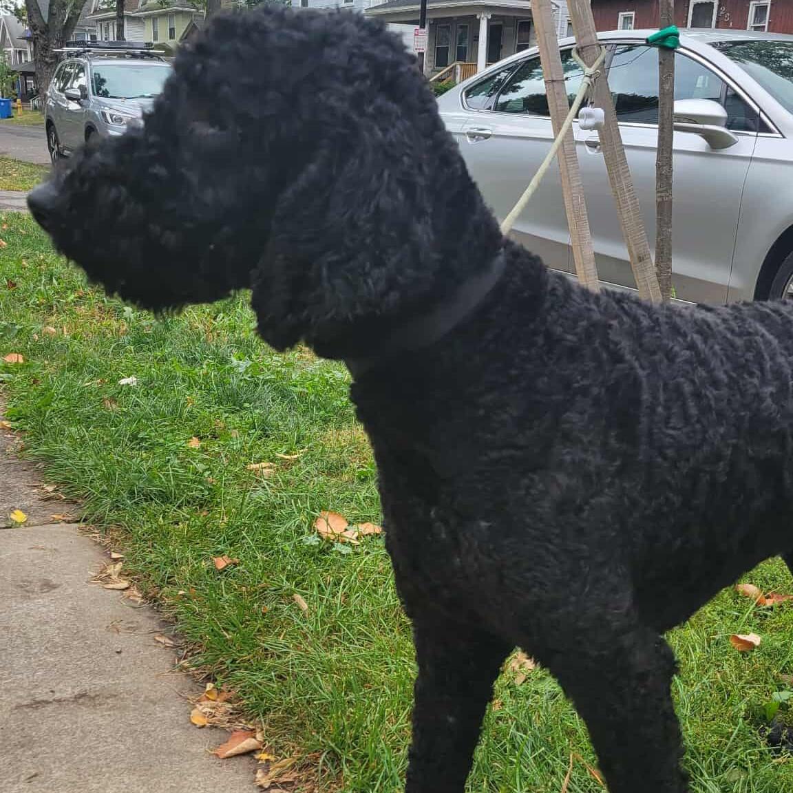 Comet: Foster-to-adopt available, an adoptable Labradoodle in Rochester, NY, 14609 | Photo Image 4