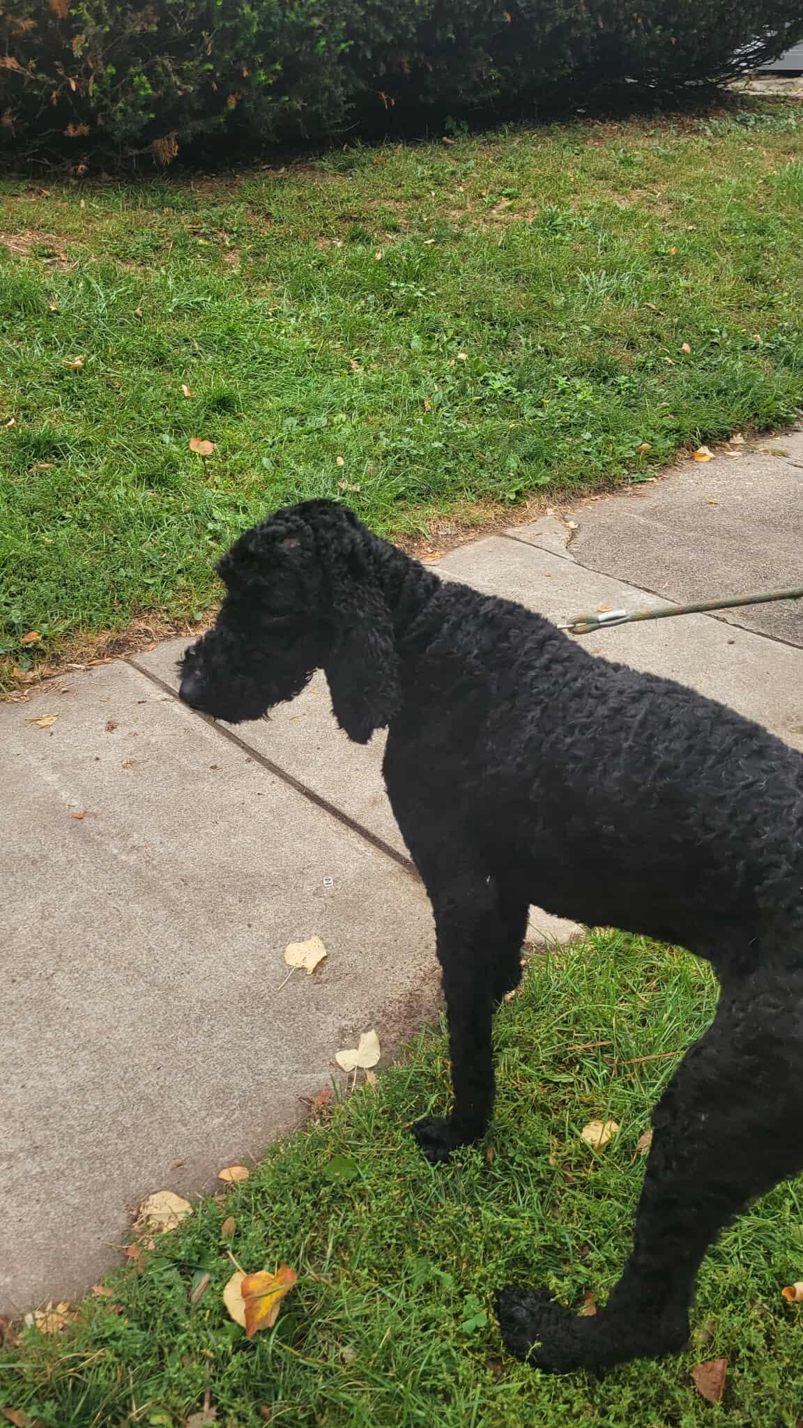 Comet: Foster-to-adopt available, an adoptable Labradoodle in Rochester, NY, 14609 | Photo Image 3