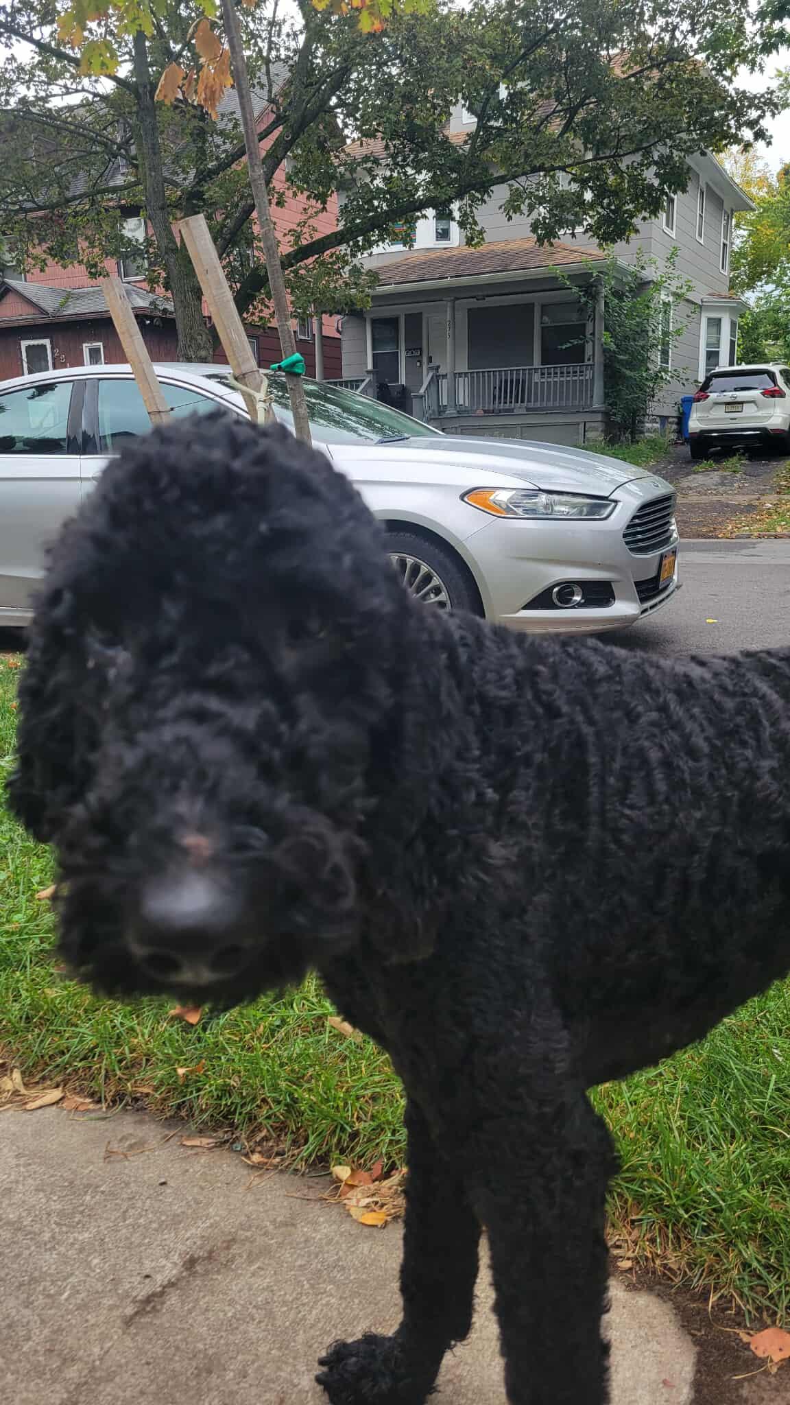 Comet: Foster-to-adopt available, an adoptable Labradoodle in Rochester, NY, 14609 | Photo Image 1