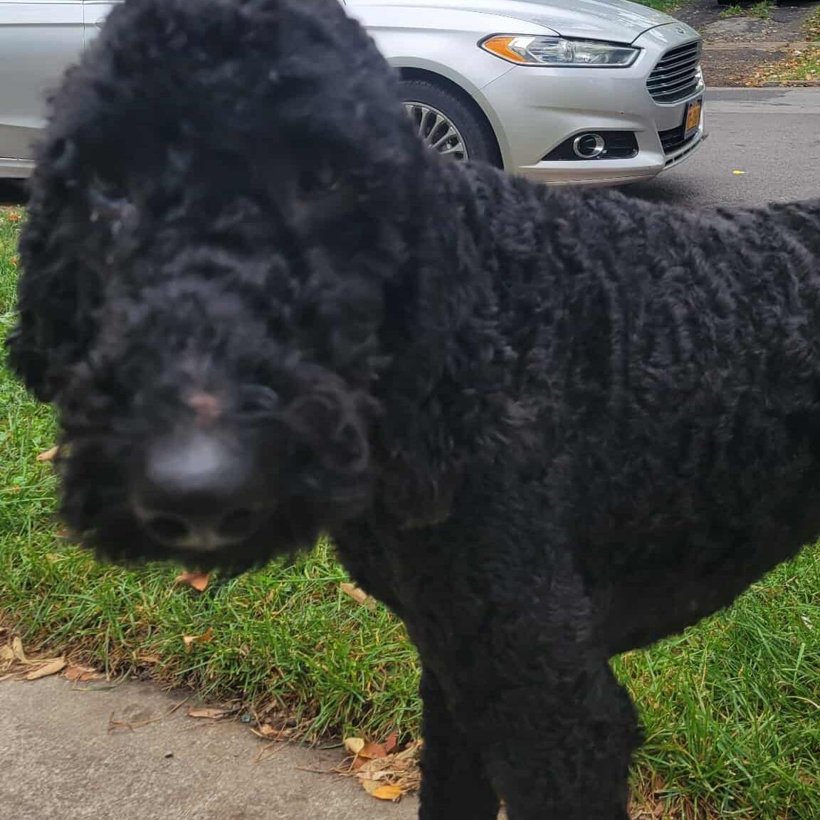Comet: Foster-to-adopt available, an adoptable Labradoodle in Rochester, NY, 14609 | Photo Image 5