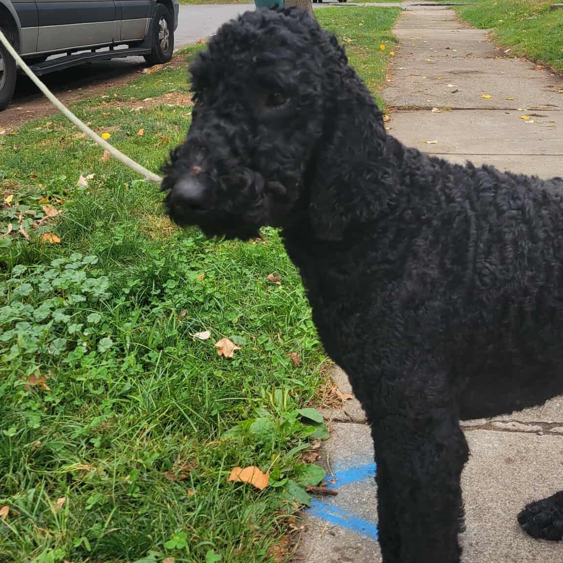 Comet: Foster-to-adopt available, an adoptable Labradoodle in Rochester, NY, 14609 | Photo Image 1