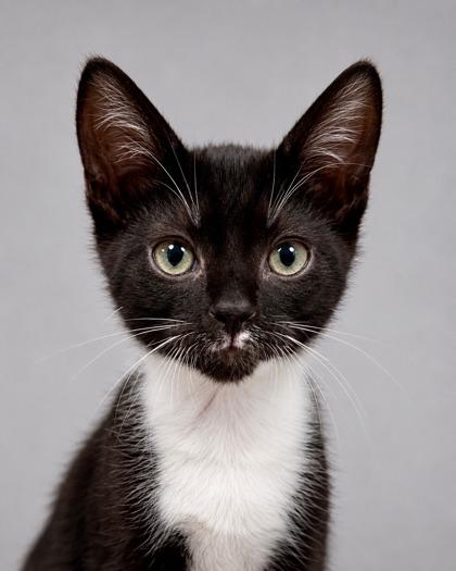 Nae Nae, a Adoptable mixed breed in Fresno, CA image 1/3