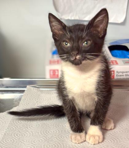 Nae Nae, a Adoptable mixed breed in Fresno, CA image 2/3