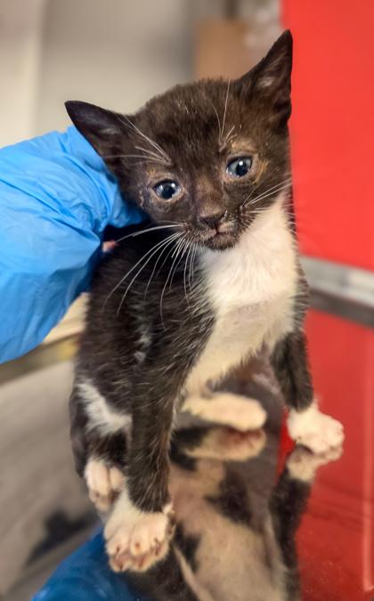 Nae Nae, a Adoptable mixed breed in Fresno, CA image 3/3