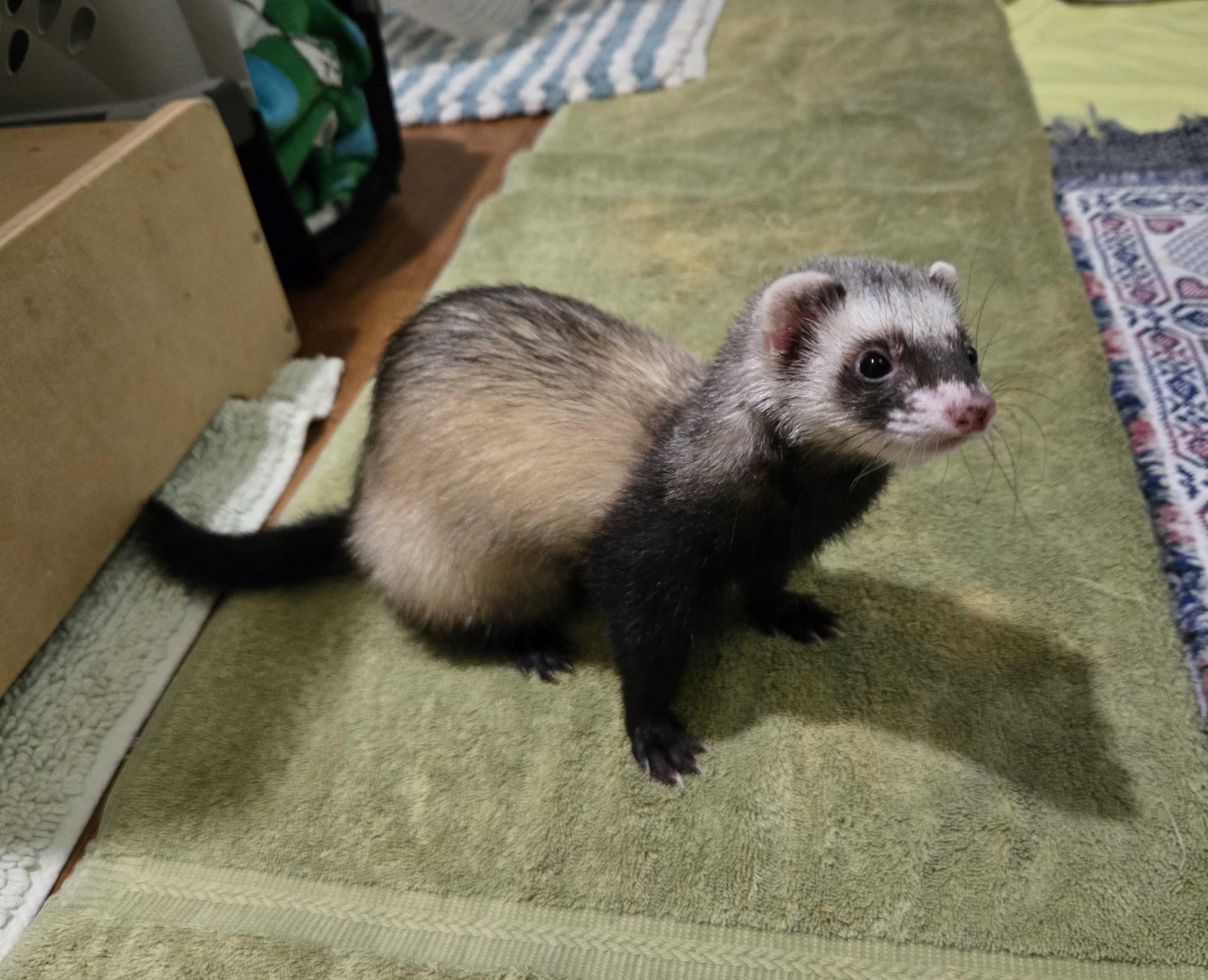 Pebbles, ADOPTABLE, Adult Female Ferret.