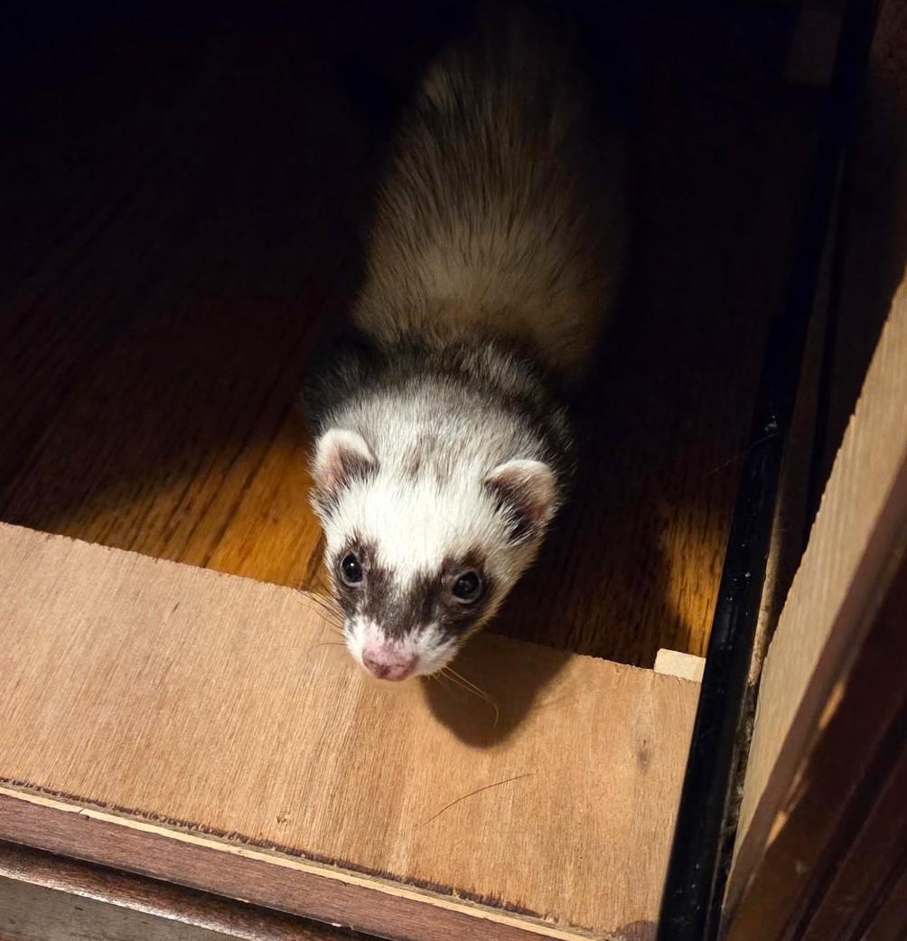 Enlarge Pebbles, a ADOPTABLE Ferret in Acworth, GA image 2/2