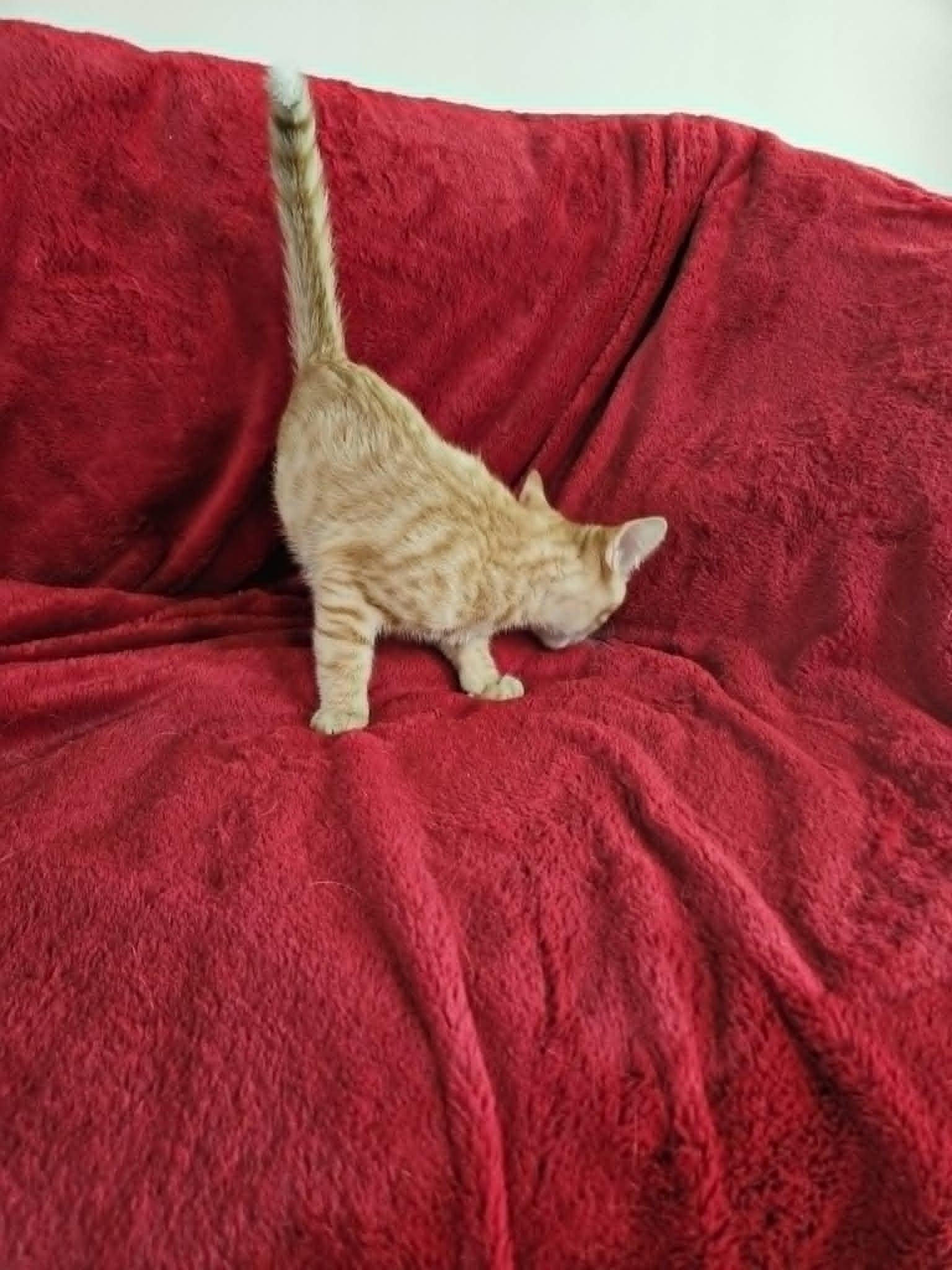 Enlarge TITUS, an adopted Domestic Short Hair in Warwick, RI image 2/4