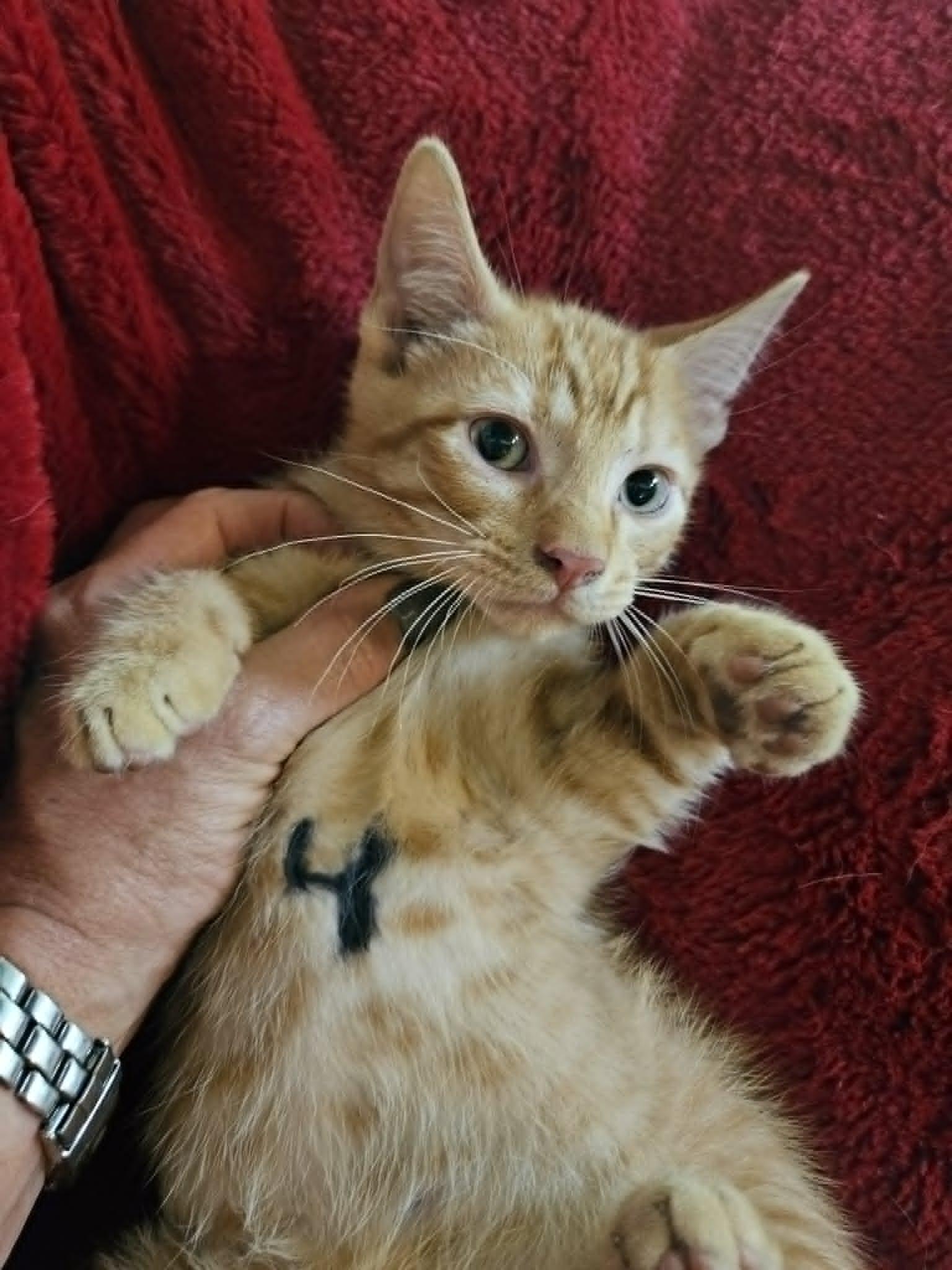 Enlarge TITUS, an adopted Domestic Short Hair in Warwick, RI image 4/4