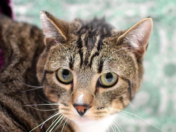 Boomer, Adoptable, Young Male Domestic Short Hair.