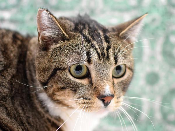 Boomer — thumbnail 2